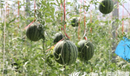 缙云吃瓜最新事件爆料视频,最新爆料视频揭露惊人内幕